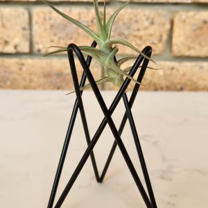 Black Mini airplant stand