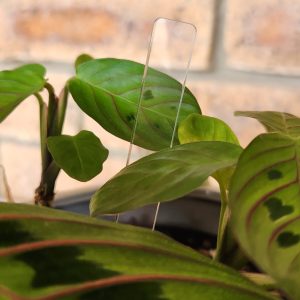 Reusable Acrylic plant tags