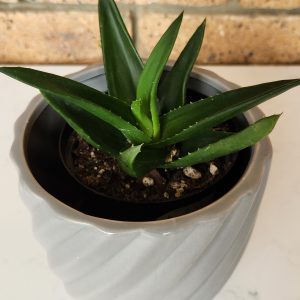 Mitre Aloe