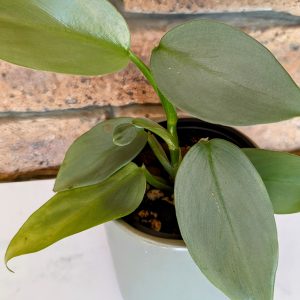 Philodendron Hastatum Silver Spear